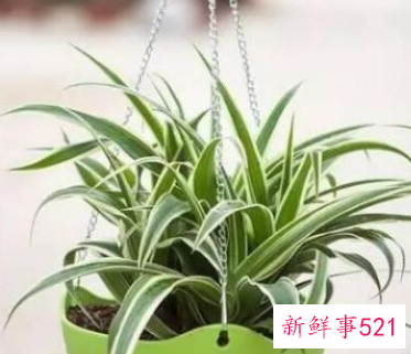 办公室适合摆放什么绿植不招蚊子