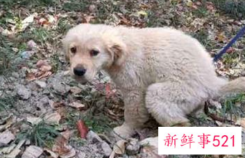 怎么样让小狗不在家里大小便