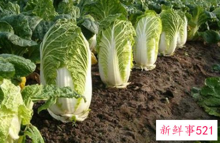 常见十字花科蔬菜的营养价值