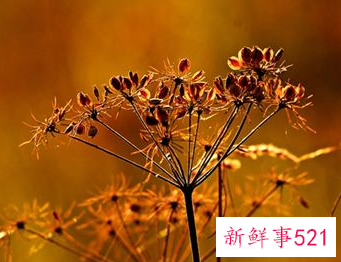 梦见种子是什么意思呢