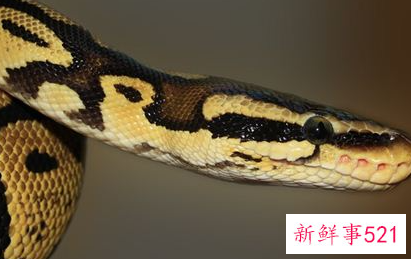 男人梦见蛇咬自己的手是什么意思