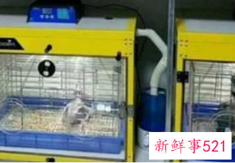 什么鹦鹉好养又粘人还不怕人