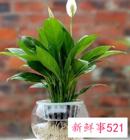 一帆风顺的养殖方法和注意事项