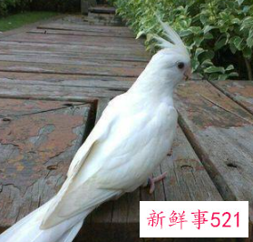 玄凤鹦鹉哪个颜色的贵