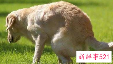 怎么样让小狗不在家里大小便