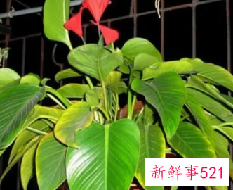 金钻与红钻区别