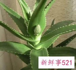 芦荟叶子发黄解决方法