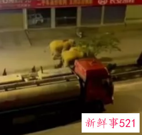 6头大象闯入汽车店干掉2吨水