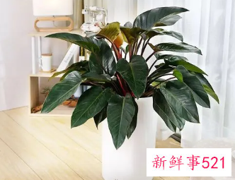 金钻与红钻区别