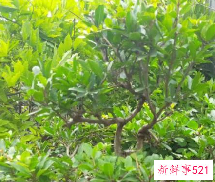 办公室适合摆放什么绿植不招蚊子