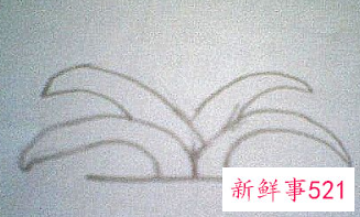 君子兰的简笔画