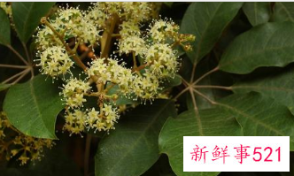 鸭脚木对家居环境的作用