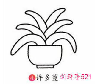 君子兰的简笔画