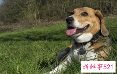 怎么样让小狗不在家里大小便