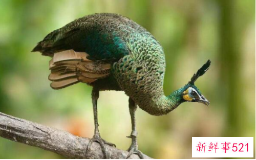 世界上最美的孔雀