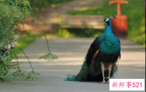 世界上最美的孔雀