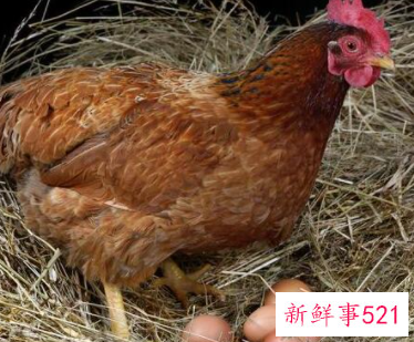 为什么有的鸡会吃自己的蛋