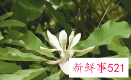 川朴花的功效与作用