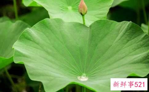 梦到荷叶有什么寓意