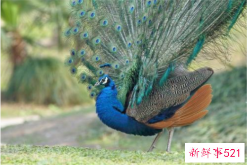 世界上最美的孔雀