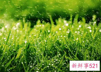 绿色代表什么象征