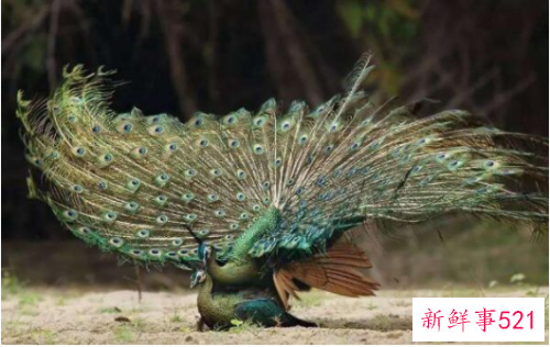 世界上最美的孔雀