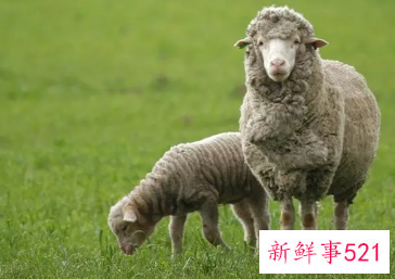 周公解梦女人梦见羊