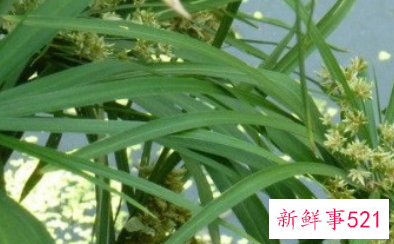 卷叶吊兰怎么养才能更旺盛