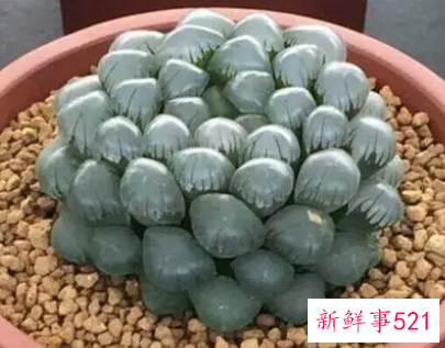 冰灯玉露怎么养殖