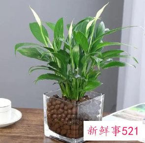 一帆风顺的养殖方法和注意事项