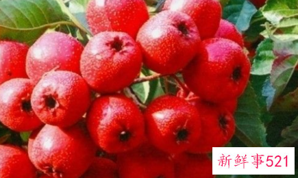 不太适合孕妇食用的水果