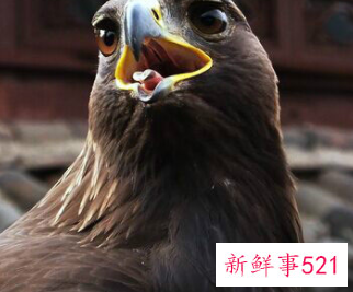 雄鹰比喻什么样的人