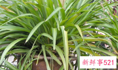 卷叶吊兰怎么养才能更旺盛