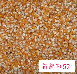 玉米和麸皮的能量之比