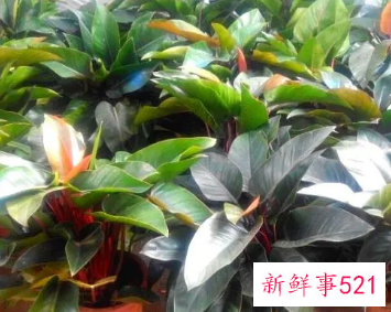 金钻与红钻区别