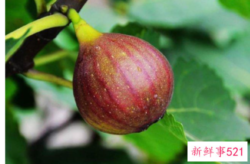 无花果可以直接吃皮吗