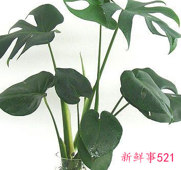 办公室适合摆放什么绿植不招蚊子