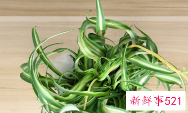 卷叶吊兰怎么养才能更旺盛