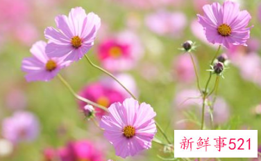 哪天出生的巨蟹座最强