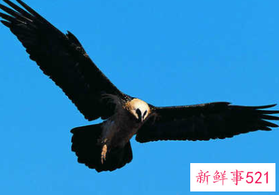 雄鹰比喻什么样的人