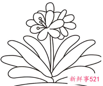 君子兰的简笔画