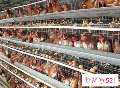 为什么有的鸡会吃自己的蛋