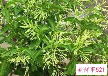 办公室适合摆放什么绿植不招蚊子