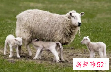 周公解梦女人梦见羊