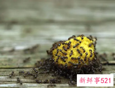 观察蚂蚁作文350字