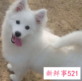 银狐犬可以吃饭吗