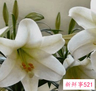 百合的食用功效及营养价值