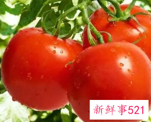 吃番茄的好处与功效