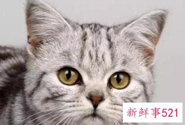 家里养猫鬼敢进来吗