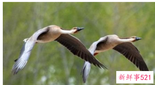 梦到大雁是什么意思